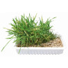 TRIXIE CATGRASS BOX - DOBOZOS MACSKAFŰ -100G